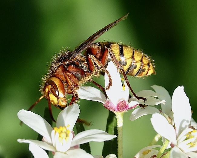 hornet